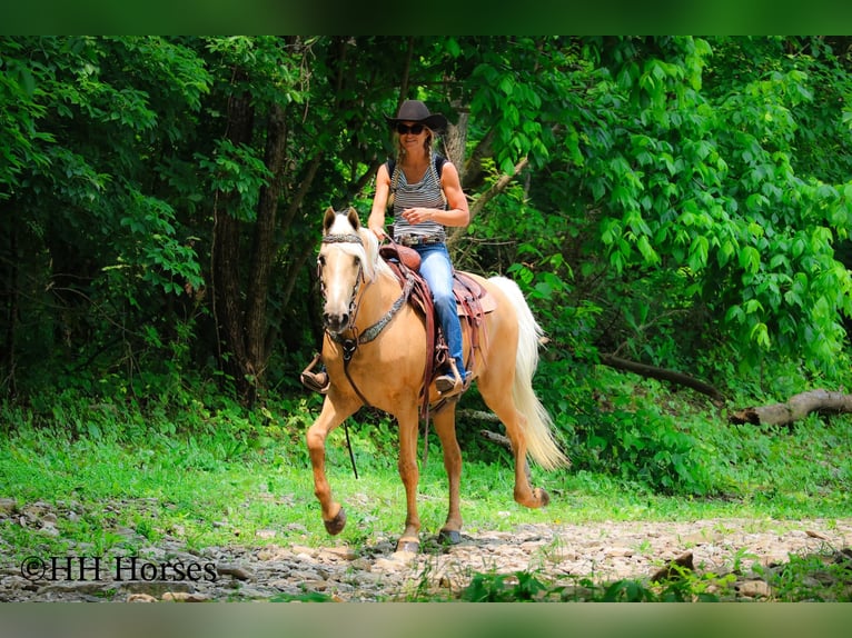 Kentucky Mountain Saddle Horse Castrone 10 Anni 152 cm Palomino in Flemingsburg KY