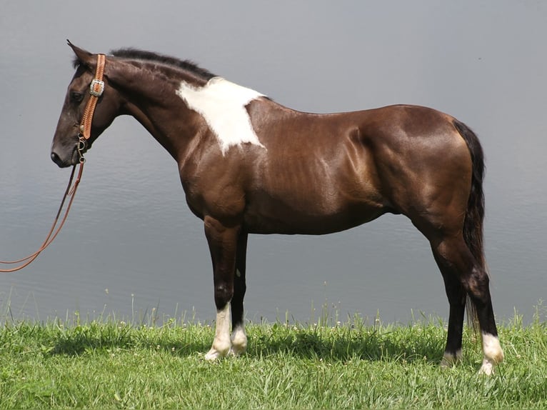 Kentucky Mountain Saddle Horse Castrone 10 Anni 152 cm Tobiano-tutti i colori in Whitley City