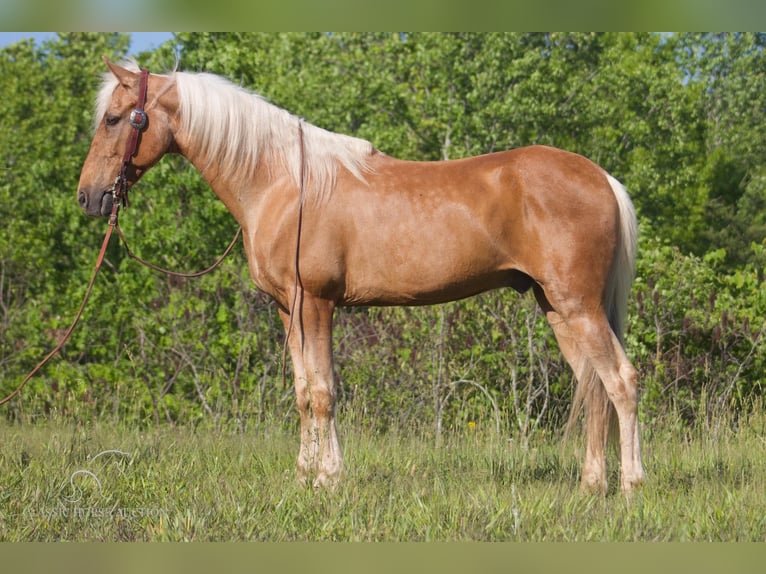 Kentucky Mountain Saddle Horse Castrone 11 Anni 142 cm Palomino in London, KY