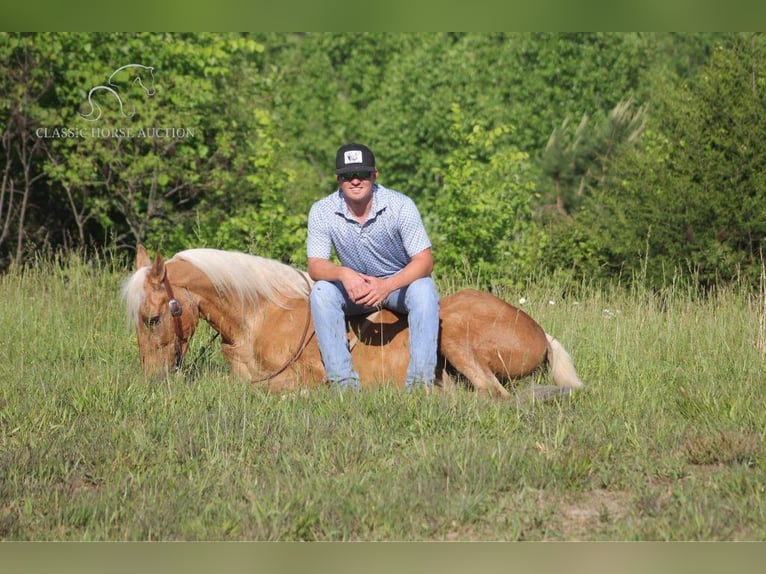 Kentucky Mountain Saddle Horse Castrone 11 Anni 142 cm Palomino in London, KY