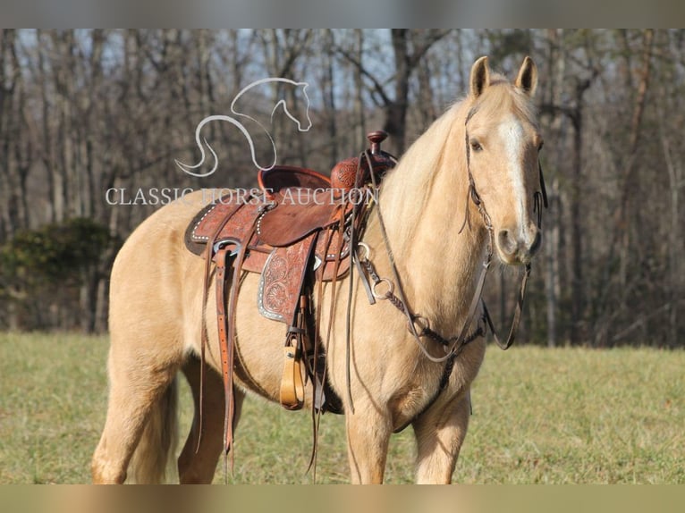 Kentucky Mountain Saddle Horse Castrone 11 Anni 142 cm Palomino in Whitley City,KY