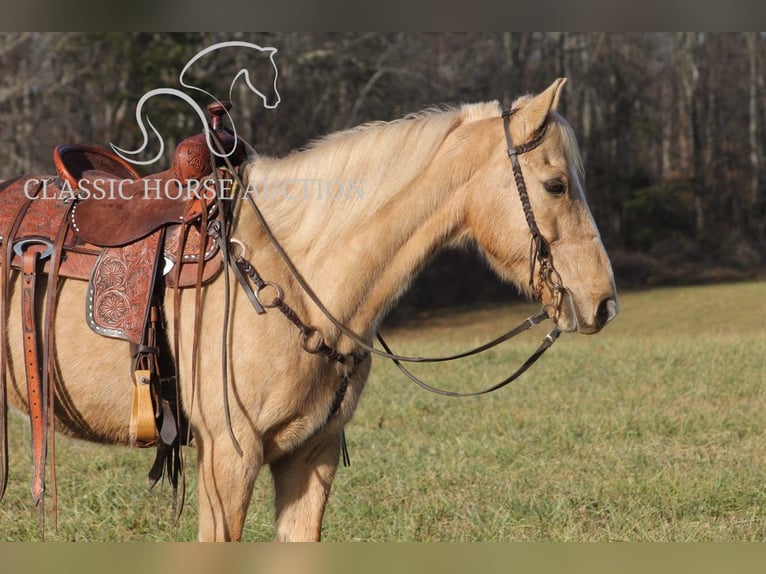 Kentucky Mountain Saddle Horse Castrone 11 Anni 142 cm Palomino in Whitley City,KY