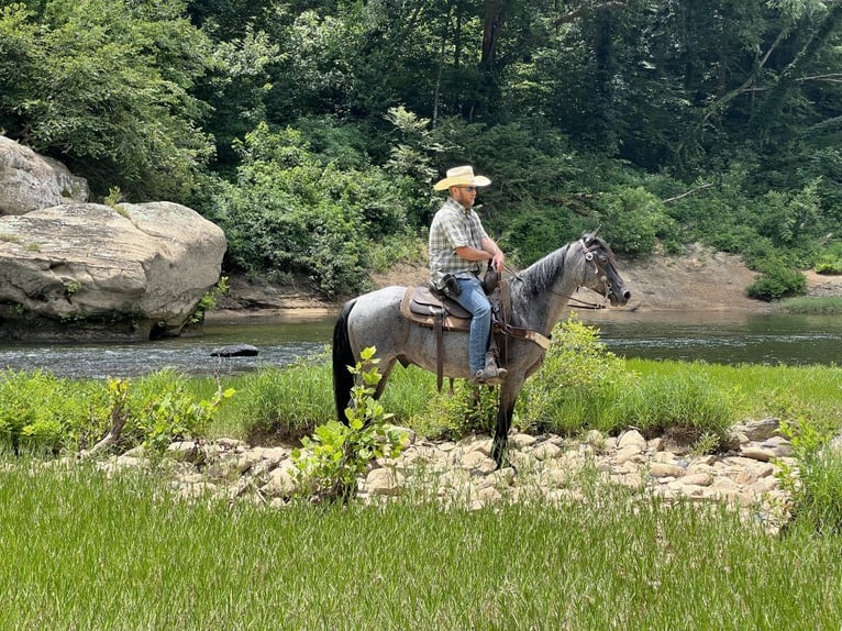 Kentucky Mountain Saddle Horse Castrone 11 Anni 142 cm Roano blu in Whitley City, KY