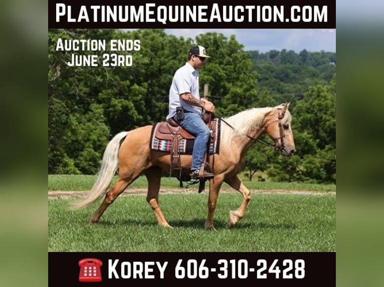 Kentucky Mountain Saddle Horse Castrone 11 Anni 147 cm Palomino in Parkers Lake Ky