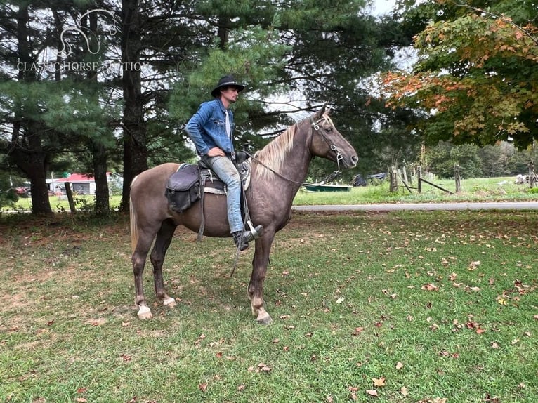 Kentucky Mountain Saddle Horse Castrone 11 Anni 152 cm Baio in Science Hill, KY