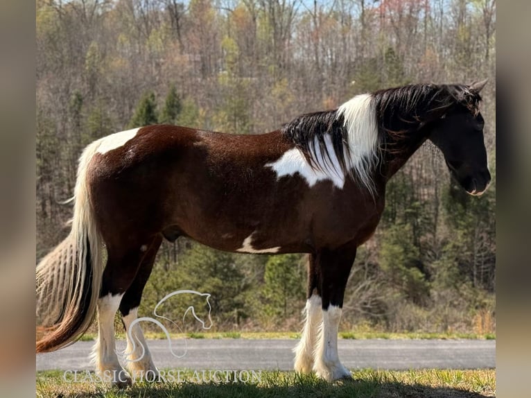 Kentucky Mountain Saddle Horse Castrone 11 Anni 152 cm in Whitley City, KY