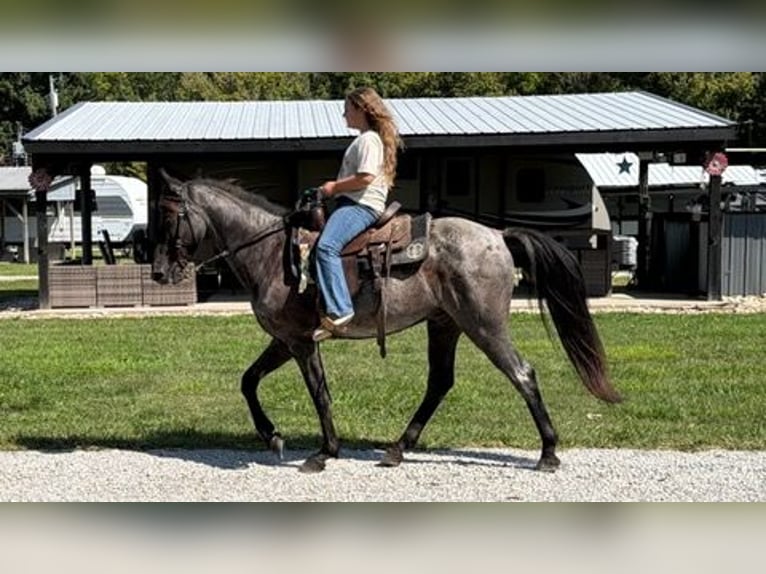 Kentucky Mountain Saddle Horse Castrone 11 Anni 152 cm Roano blu in Felicity