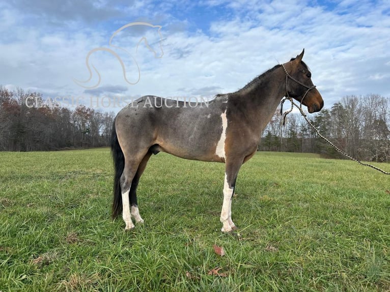 Kentucky Mountain Saddle Horse Castrone 12 Anni 142 cm Baio ciliegia in Whitley City, KY