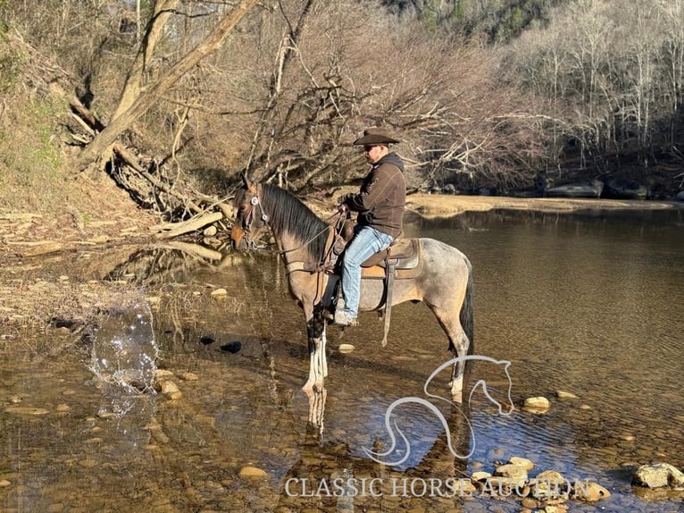 Kentucky Mountain Saddle Horse Castrone 12 Anni 142 cm Baio ciliegia in Whitley City, KY