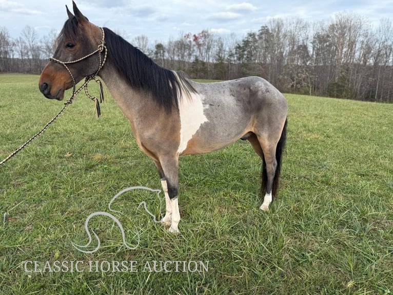 Kentucky Mountain Saddle Horse Castrone 12 Anni 142 cm Baio ciliegia in Whitley City, KY