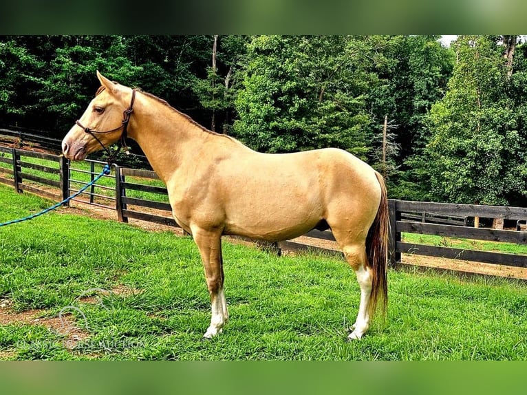 Kentucky Mountain Saddle Horse Castrone 12 Anni 142 cm Champagne in Gillsville, GA