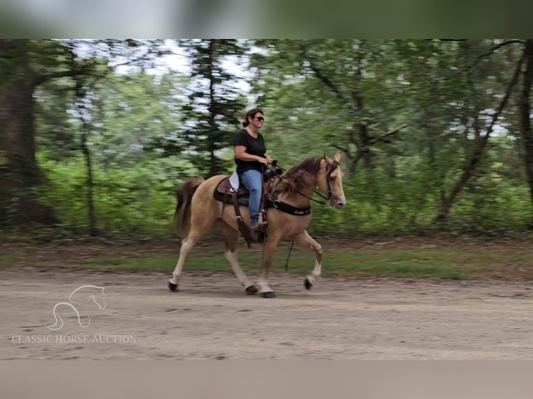 Kentucky Mountain Saddle Horse Castrone 12 Anni 142 cm Champagne in Gillsville, GA