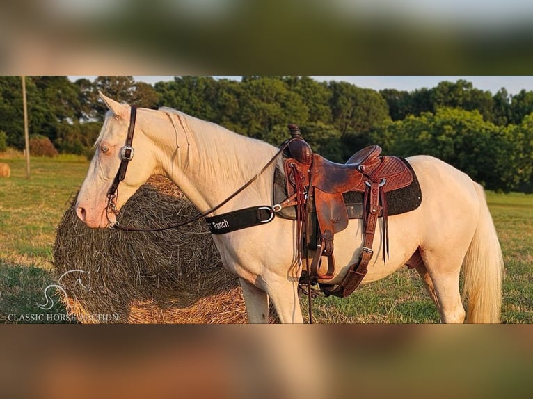 Kentucky Mountain Saddle Horse Castrone 12 Anni 142 cm Cremello in Gillsville, GA