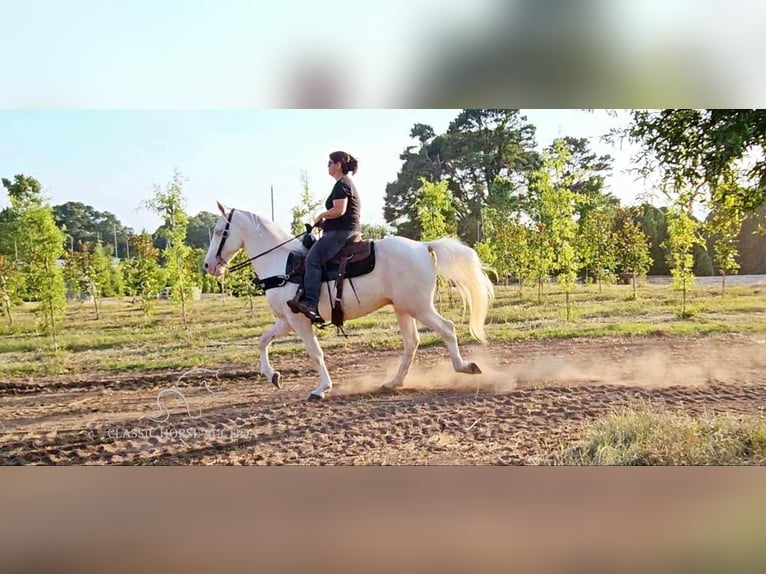 Kentucky Mountain Saddle Horse Castrone 12 Anni 142 cm Cremello in Gillsville, GA