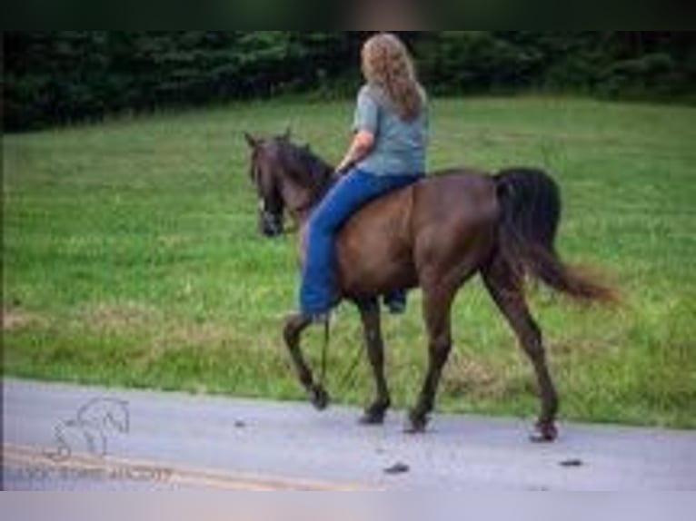 Kentucky Mountain Saddle Horse Castrone 12 Anni 142 cm Morello in Parkers Lake, KY