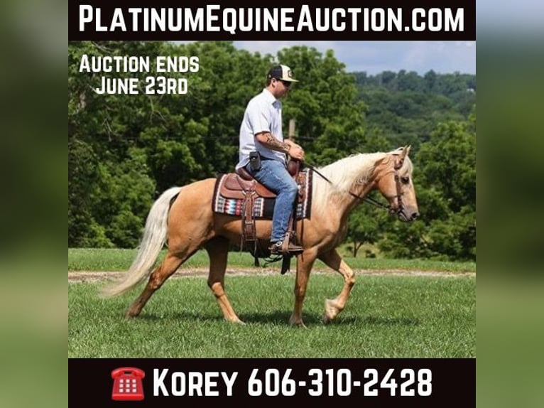 Kentucky Mountain Saddle Horse Castrone 12 Anni 147 cm Palomino in Parkers Lake Ky