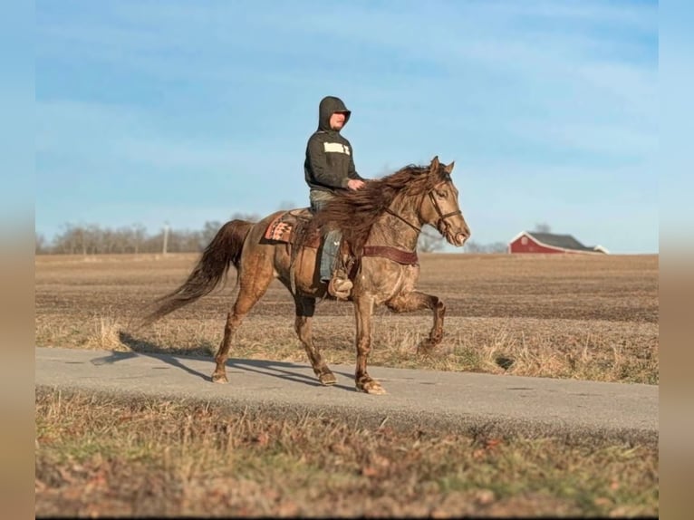 Kentucky Mountain Saddle Horse Castrone 12 Anni 152 cm Champagne in Moscow OH