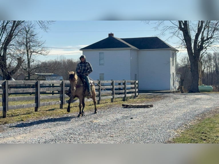 Kentucky Mountain Saddle Horse Castrone 12 Anni 152 cm Champagne in Moscow OH