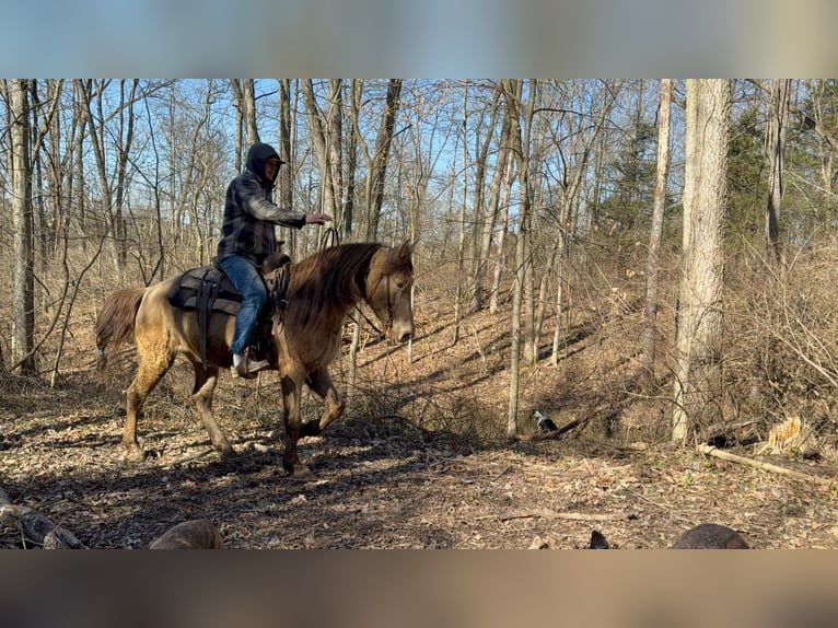 Kentucky Mountain Saddle Horse Castrone 12 Anni 152 cm Champagne in Moscow OH