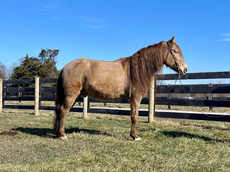 Kentucky Mountain Saddle Horse Castrone 12 Anni 152 cm Champagne in Moscow OH