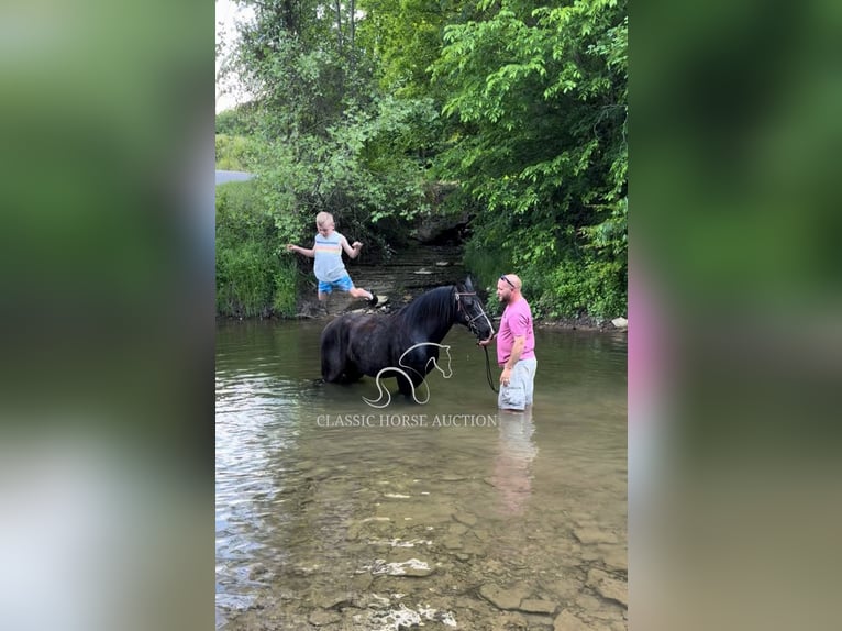 Kentucky Mountain Saddle Horse Castrone 12 Anni 152 cm Morello in Breeding, KY