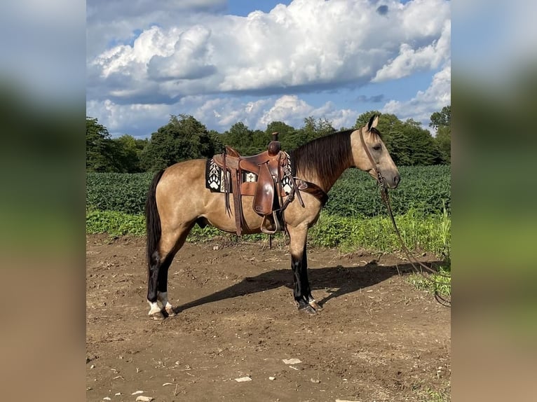 Kentucky Mountain Saddle Horse Castrone 12 Anni 152 cm Pelle di daino in Moscow, OH