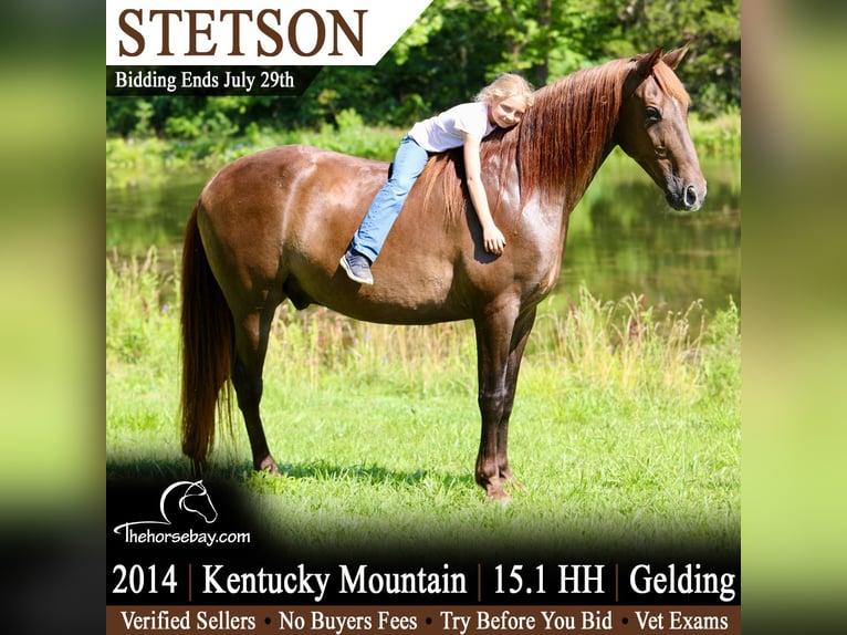 Kentucky Mountain Saddle Horse Castrone 12 Anni 155 cm Baio in Mount Vernon, KY