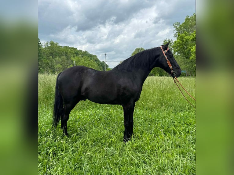 Kentucky Mountain Saddle Horse Castrone 12 Anni 155 cm Morello in Moscow OH