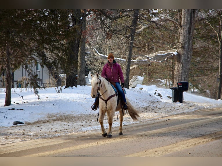 Kentucky Mountain Saddle Horse Castrone 12 Anni 155 cm Palomino in Highland MI