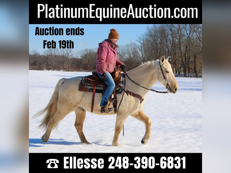 Kentucky Mountain Saddle Horse Castrone 12 Anni 155 cm Palomino in Highland MI