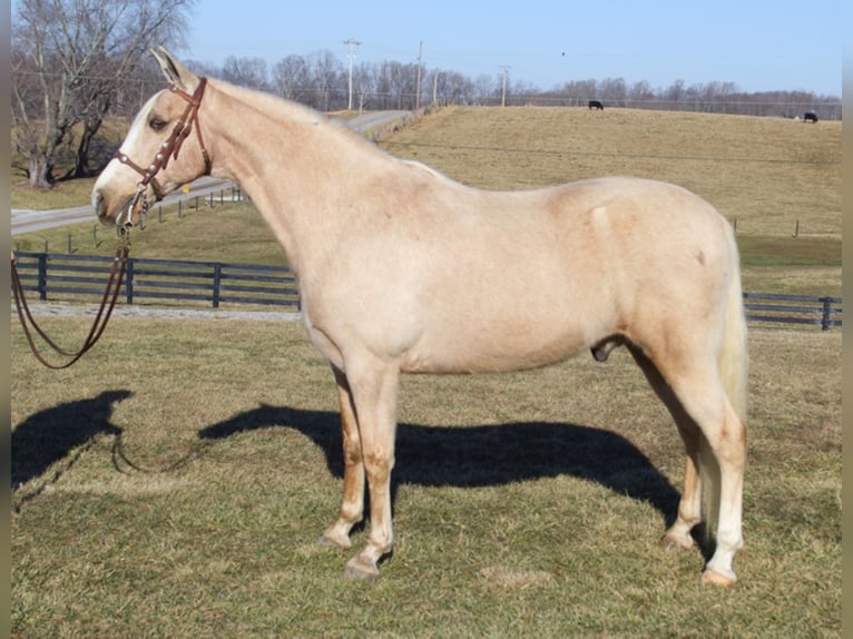 Kentucky Mountain Saddle Horse Castrone 12 Anni 157 cm Palomino in Whitley City Ky