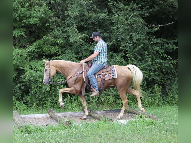 Kentucky Mountain Saddle Horse Castrone 12 Anni 157 cm Palomino in Cleveland, TN