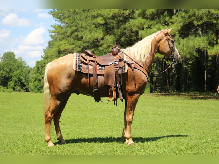Kentucky Mountain Saddle Horse Castrone 12 Anni 157 cm Palomino in Cleveland, TN