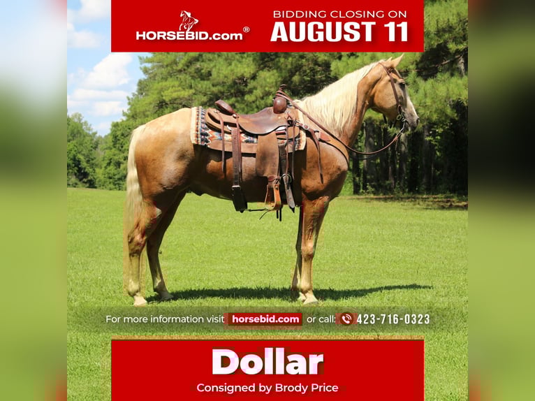 Kentucky Mountain Saddle Horse Castrone 12 Anni 157 cm Palomino in Cleveland, TN