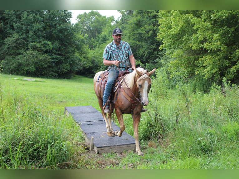 Kentucky Mountain Saddle Horse Castrone 12 Anni 157 cm Palomino in Cleveland, TN