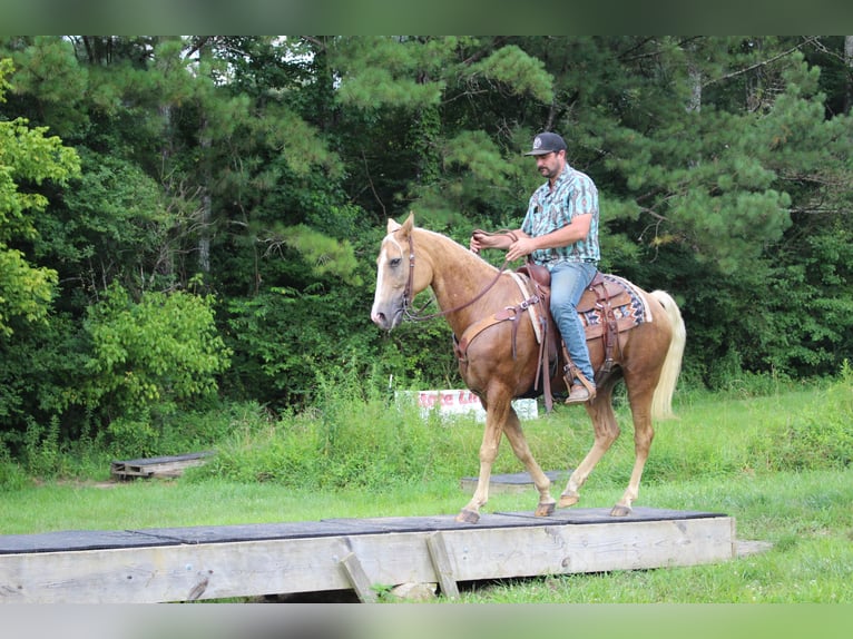 Kentucky Mountain Saddle Horse Castrone 12 Anni 157 cm Palomino in Cleveland, TN