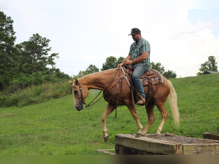 Kentucky Mountain Saddle Horse Castrone 12 Anni 157 cm Palomino in Cleveland, TN