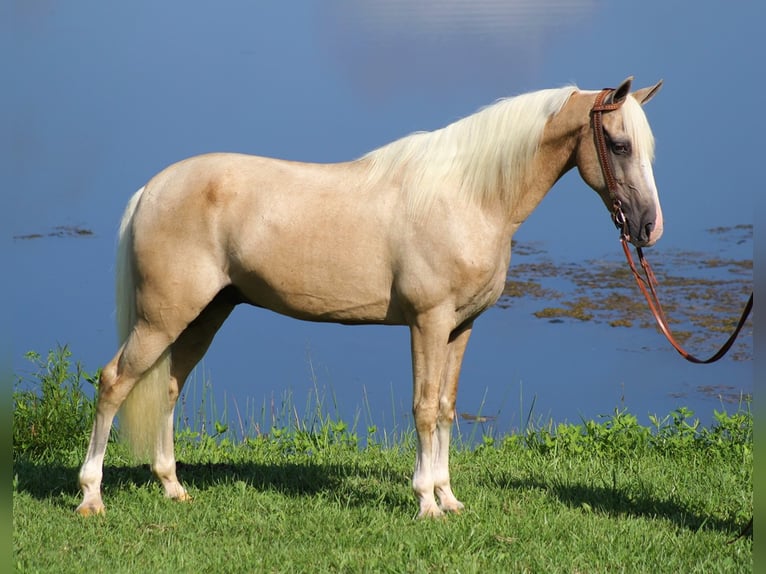 Kentucky Mountain Saddle Horse Castrone 14 Anni 152 cm Palomino in Whitley City Ky