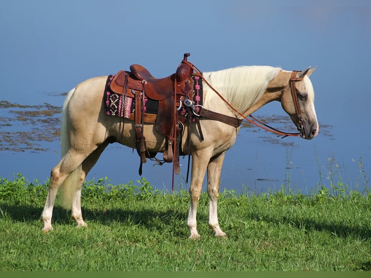 Kentucky Mountain Saddle Horse Castrone 14 Anni 152 cm Palomino in Whitley City Ky