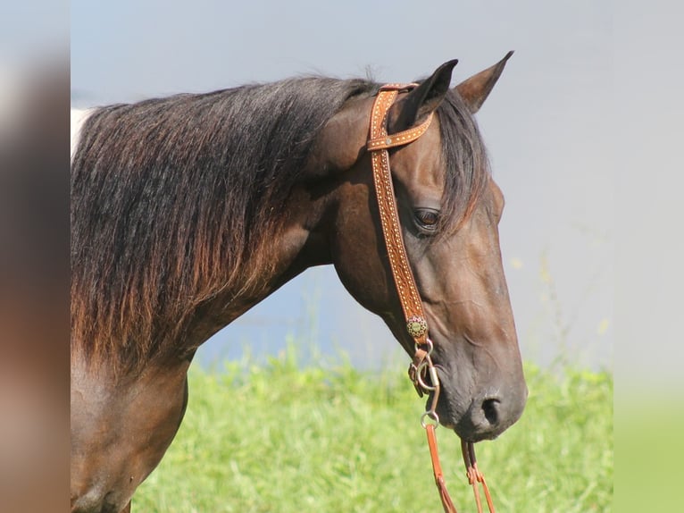 Kentucky Mountain Saddle Horse Castrone 14 Anni 152 cm Tobiano-tutti i colori in Whitley City