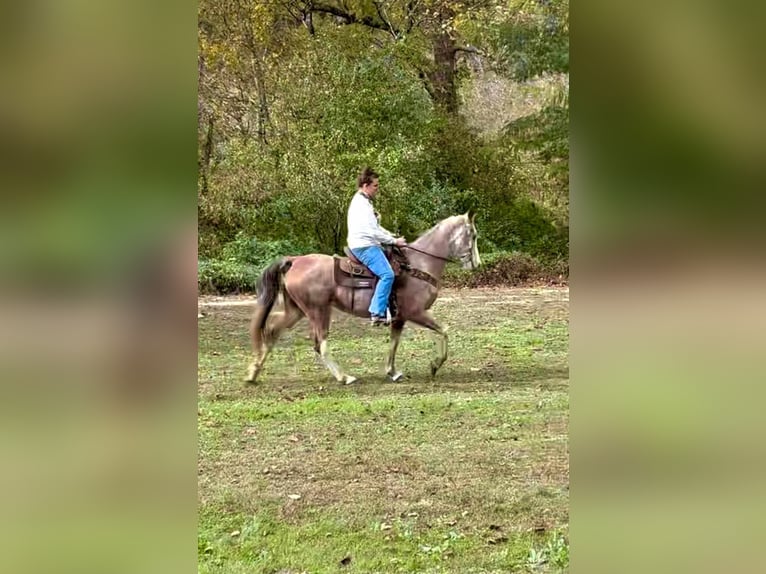 Kentucky Mountain Saddle Horse Castrone 15 Anni Baio roano in Salt Lick Ky