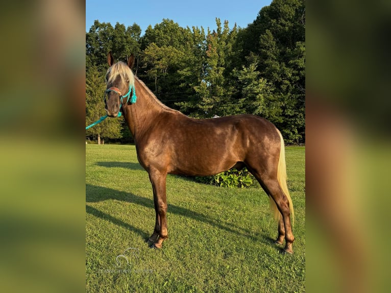 Kentucky Mountain Saddle Horse Castrone 2 Anni 152 cm Baio in Tyner, KY