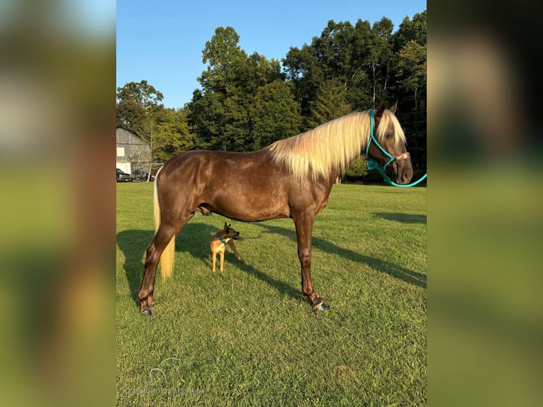 Kentucky Mountain Saddle Horse Castrone 3 Anni 152 cm Baio in Tyner, KY