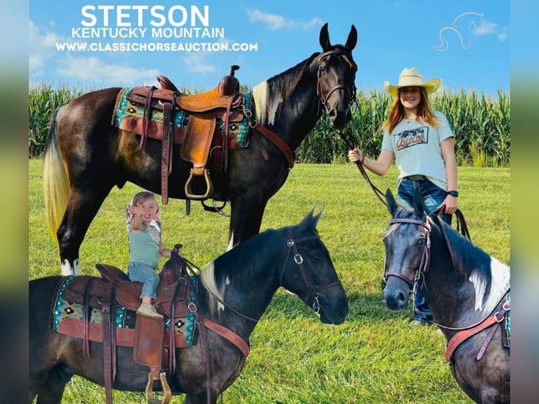 Kentucky Mountain Saddle Horse Castrone 3 Anni 152 cm in Breeding, KY