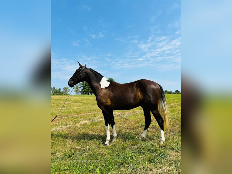 Kentucky Mountain Saddle Horse Castrone 3 Anni 152 cm in Breeding, KY