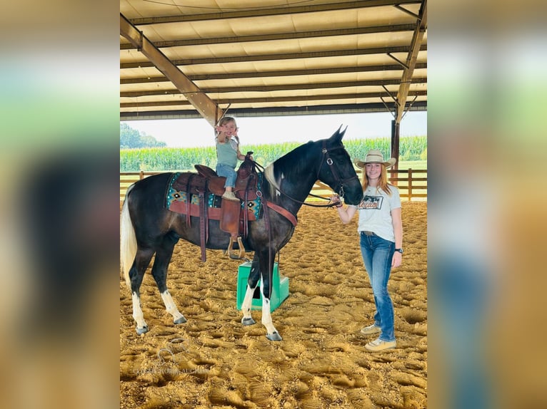 Kentucky Mountain Saddle Horse Castrone 3 Anni 152 cm Tobiano-tutti i colori in Breeding, KY