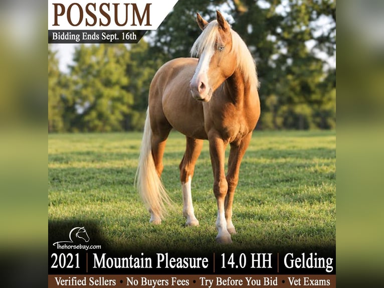 Kentucky Mountain Saddle Horse Castrone 5 Anni 142 cm Palomino in Jeffersonville, KY