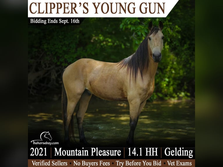 Kentucky Mountain Saddle Horse Castrone 5 Anni 145 cm Pelle di daino in Jeffersonville, KY