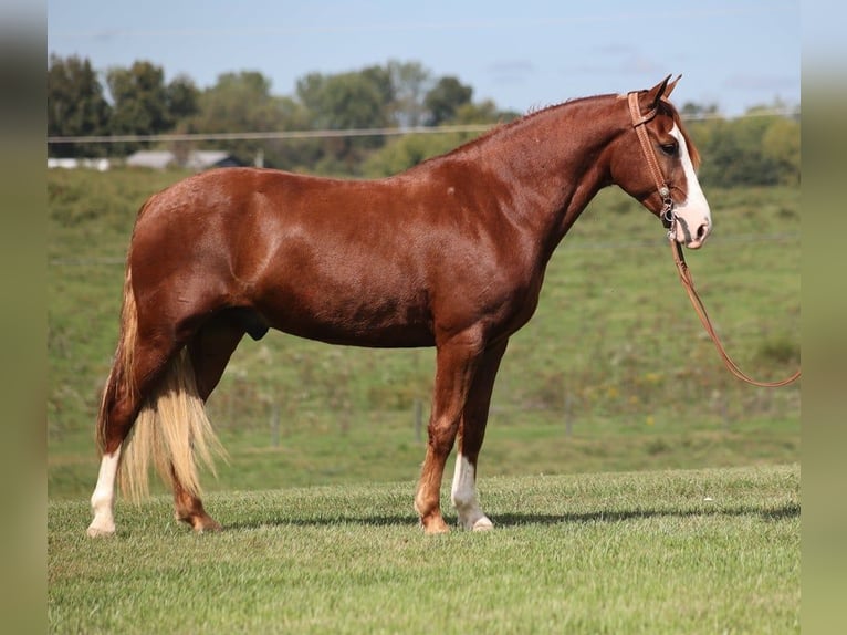 Kentucky Mountain Saddle Horse Castrone 5 Anni 150 cm Sauro scuro in Pakers Lake KY