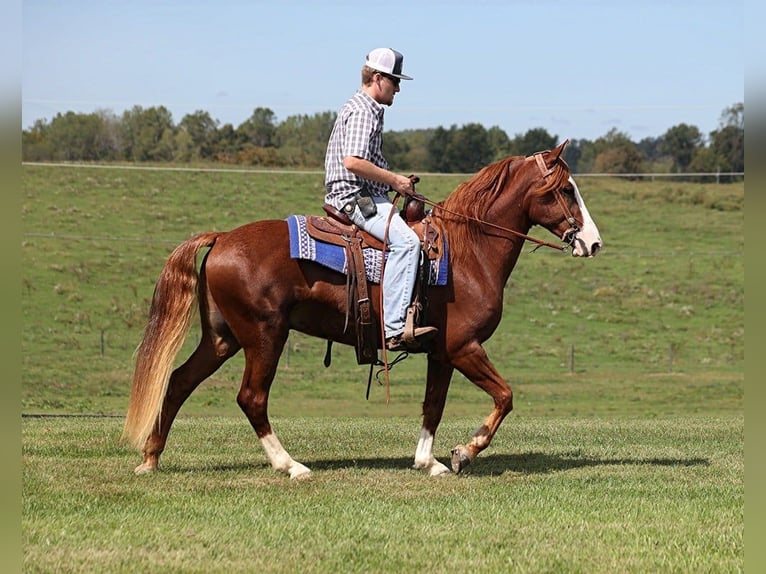 Kentucky Mountain Saddle Horse Castrone 5 Anni 150 cm Sauro scuro in Pakers Lake KY